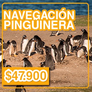 Navegación Pingüinera