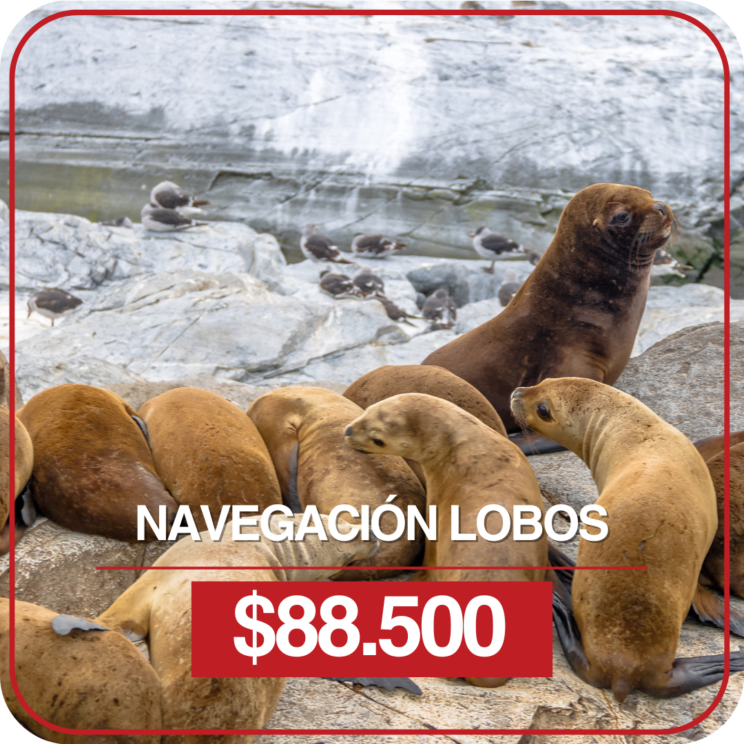 Navegación Lobos